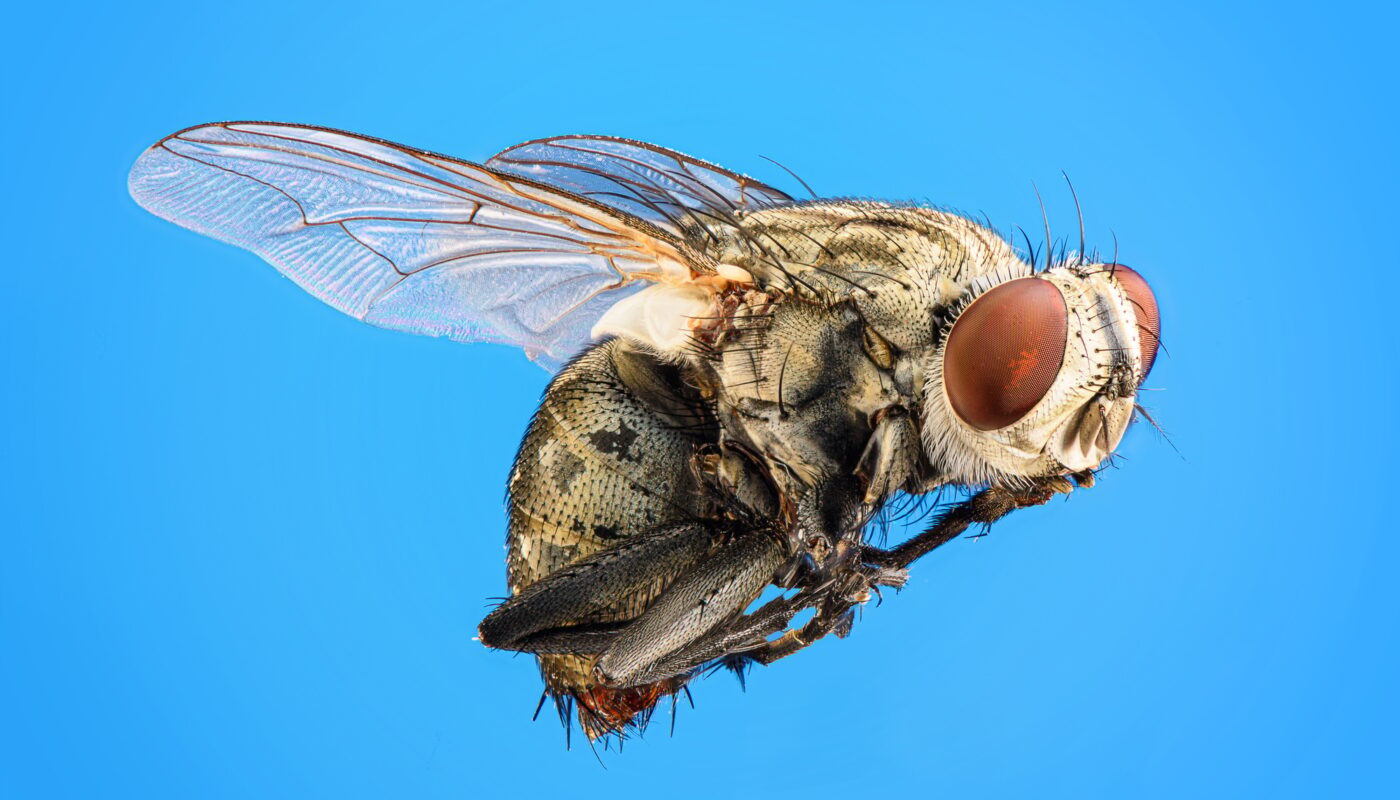 fly