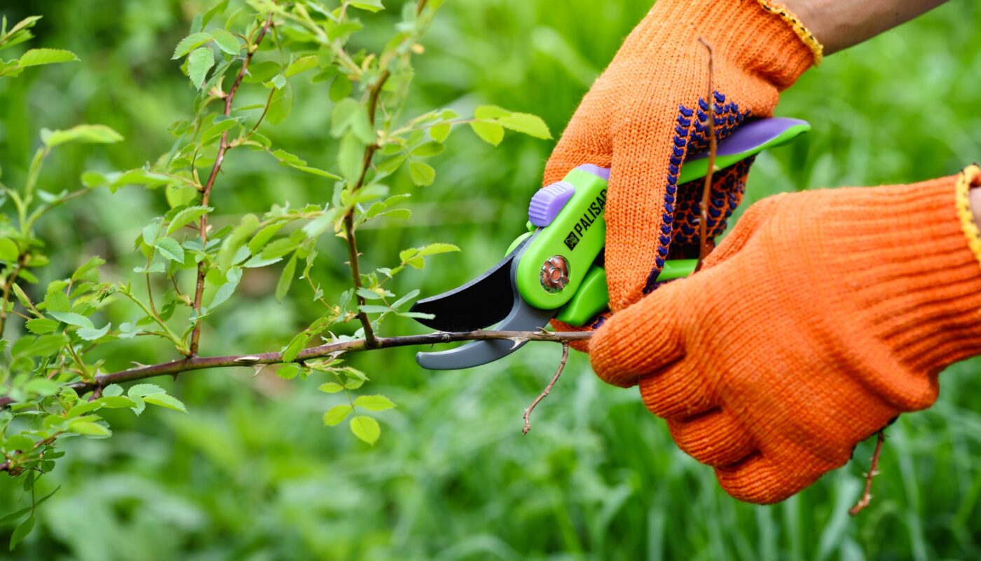Spring pruning roses in the garden, gardener's hands with secate
