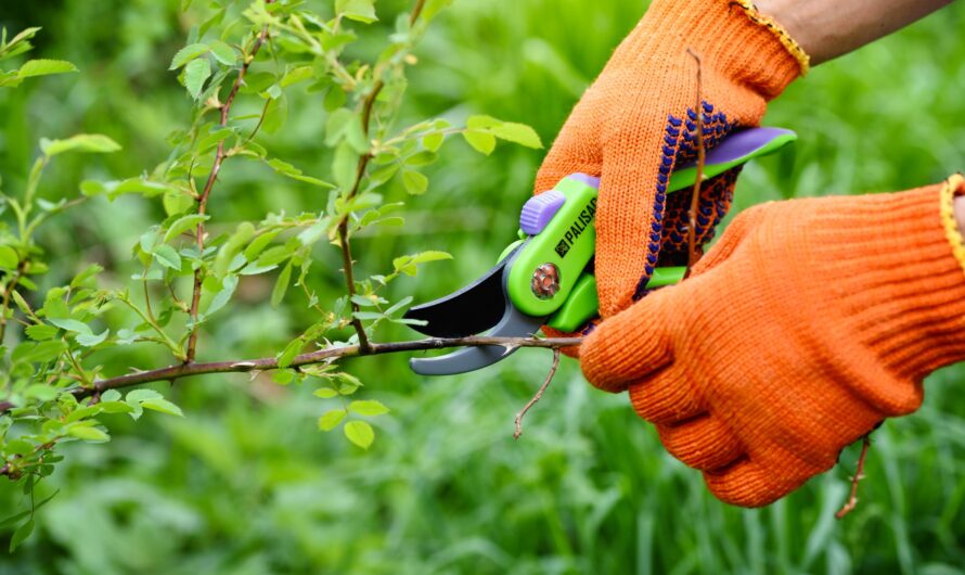 Comment nettoyer et entretenir efficacement ses outils de jardin ?