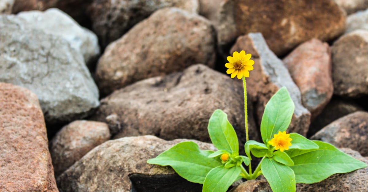 découvrez la résilience, une qualité essentielle qui vous permet de surmonter les épreuves et de rebondir face aux défis de la vie. apprenez comment développer cette force intérieure et transformer les obstacles en opportunités.