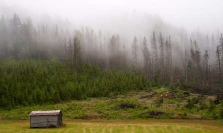 découvrez l'essence du silence, un état de paix intérieure et de réflexion. explorez comment le silence peut transformer votre quotidien, favoriser la créativité et apaiser l'esprit.