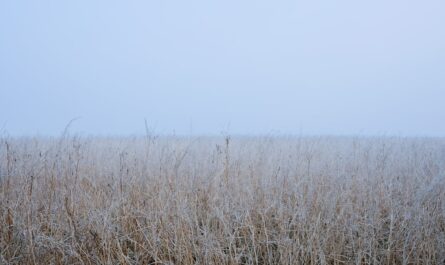la brume cérébrale, ou 'brain fog', désigne cet état de confusion mentale et de fatigue cognitive qui affecte la concentration et la clarté d'esprit. explorez les causes, les symptômes et des solutions pour améliorer votre bien-être mental.