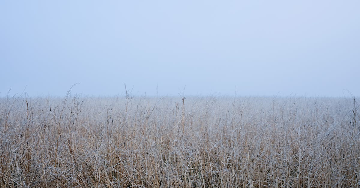 la brume cérébrale, ou 'brain fog', désigne cet état de confusion mentale et de fatigue cognitive qui affecte la concentration et la clarté d'esprit. explorez les causes, les symptômes et des solutions pour améliorer votre bien-être mental.