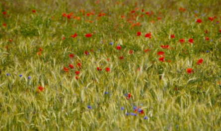 découvrez les nuances de l'antipathie naturelle, un phénomène complexe qui façonne nos relations et nos interactions. explorez les origines, les implications psychologiques et les moyens de surmonter ce sentiment dans notre dernier article.