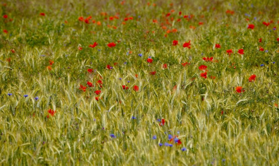 L’antipathie naturelle : comprendre son impact sur nos relations