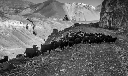 découvrez l'univers fascinant de 'black sheep', un récit poignant qui explore les thèmes de l'outsider, de l'acceptation et de la quête d'identité. plongez dans cette histoire captivante qui invite à réfléchir sur notre place dans la société.