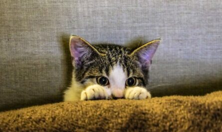 découvrez l'univers fascinant des chats : leurs comportements, leurs races, leurs soins et bien plus encore. plongez dans le monde de ces compagnons à quatre pattes, de leur histoire à leurs besoins quotidiens, et apprenez à mieux les comprendre et les aimer.