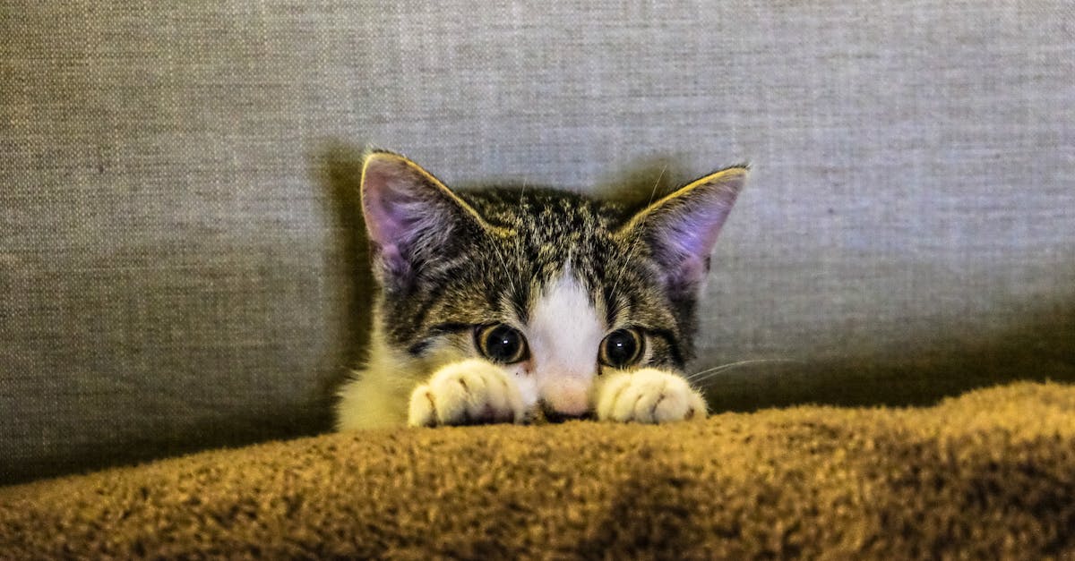 découvrez l'univers fascinant des chats : leurs comportements, leurs races, leurs soins et bien plus encore. plongez dans le monde de ces compagnons à quatre pattes, de leur histoire à leurs besoins quotidiens, et apprenez à mieux les comprendre et les aimer.