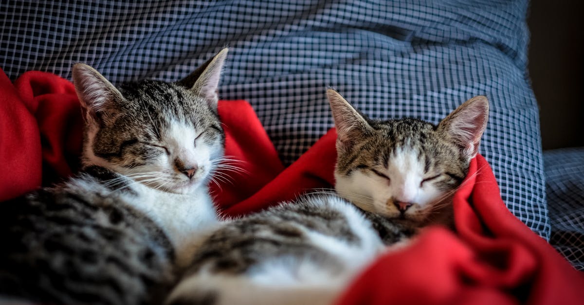 découvrez le monde fascinant des chats : leurs comportements, soins, races et conseils d'élevage pour les amoureux des félins.