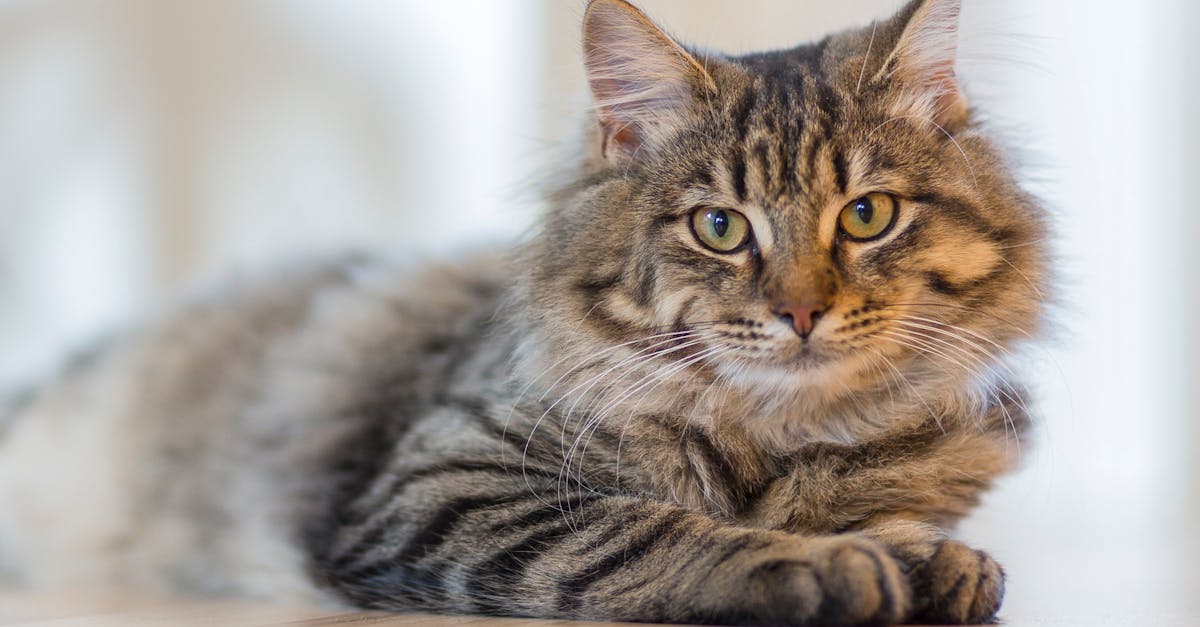 découvrez l'univers fascinant des chats : comportements, soins, races et astuces pour les amoureux des félins. plongez dans les secrets de ces compagnons mystérieux et attachants.
