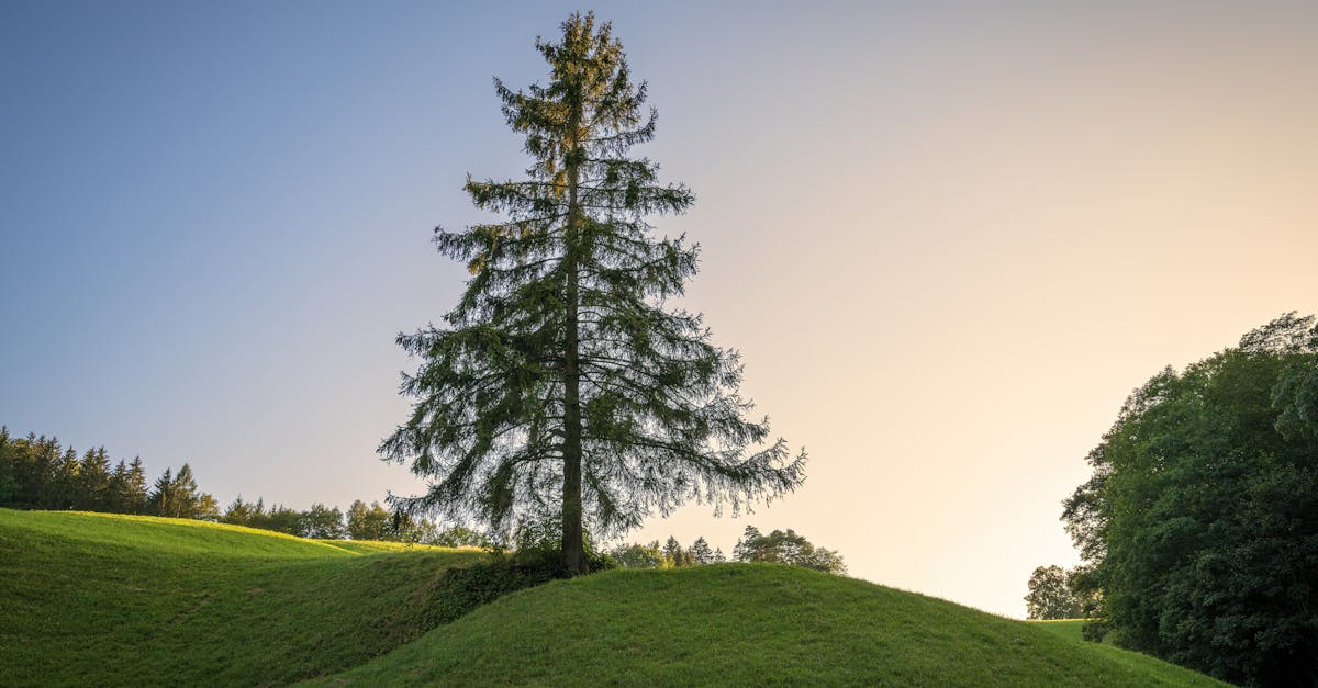découvrez des conseils de vie essentiels pour vous guider à travers les défis quotidiens. trouvez l'inspiration et des stratégies pratiques pour améliorer votre bien-être, renforcer vos relations et atteindre vos objectifs personnels.