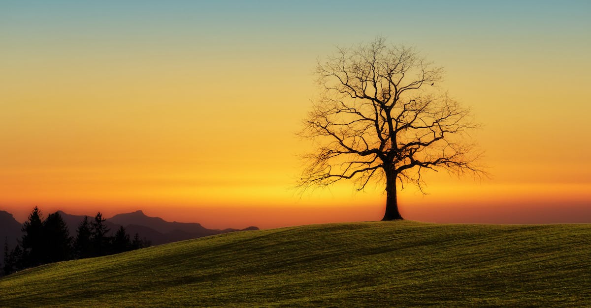 explorez les différentes facettes de la solitude, un état d'esprit complexe qui peut être à la fois source de réflexion et de créativité. découvrez comment apprivoiser la solitude et en tirer parti pour un bien-être émotionnel et mental.