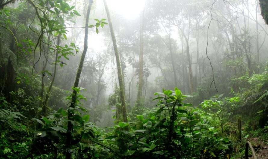 La pluie peut aussi être magnifique : découvrez ses bienfaits insoupçonnés