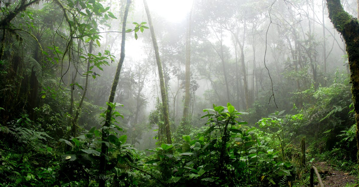 découvrez l'univers fascinant de la pluie, ses effets sur la nature, son importance pour l'écosystème et les différentes manières dont elle influence notre quotidien. plongez dans l'exploration des bienfaits et des mystères de l'eau qui tombe du ciel.
