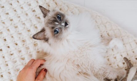 découvrez les bienfaits de la thérapie par les chats, une approche apaisante et enrichissante qui utilise la présence des félins pour améliorer notre bien-être émotionnel et mental. explorez comment ces compagnons canins peuvent vous aider à réduire le stress, l'anxiété et favoriser un sentiment de bonheur.