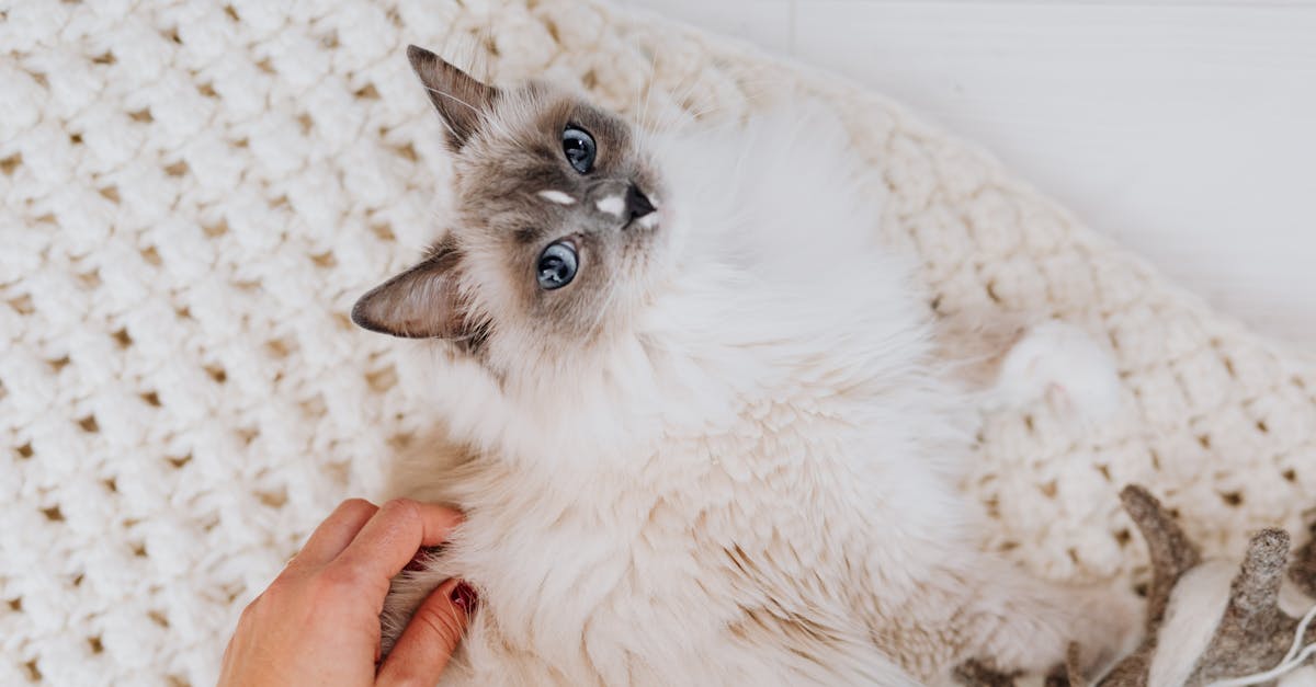 découvrez les bienfaits de la thérapie par les chats, une approche apaisante et enrichissante qui utilise la présence des félins pour améliorer notre bien-être émotionnel et mental. explorez comment ces compagnons canins peuvent vous aider à réduire le stress, l'anxiété et favoriser un sentiment de bonheur.