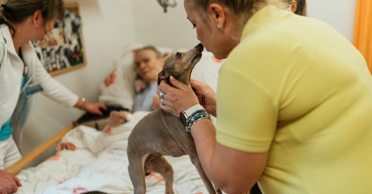 découvrez les bienfaits de la thérapie avec les chats, une méthode douce et apaisante pour réduire le stress et améliorer le bien-être émotionnel. apprenez comment la présence et l'interaction avec ces compagnons félins peuvent favoriser la guérison et apporter réconfort.