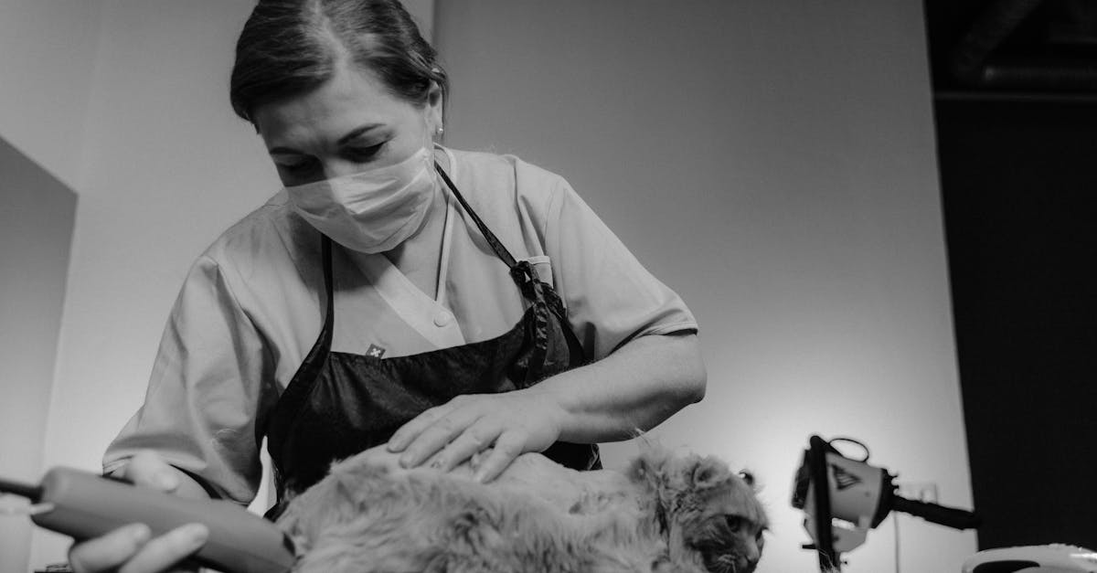 découvrez les bienfaits de la thérapie par les chats, une approche apaisante et réconfortante qui utilise la présence des félins pour améliorer le bien-être émotionnel et mental. apprenez comment ces précieux compagnons peuvent réduire le stress, l'anxiété et favoriser un environnement de guérison.