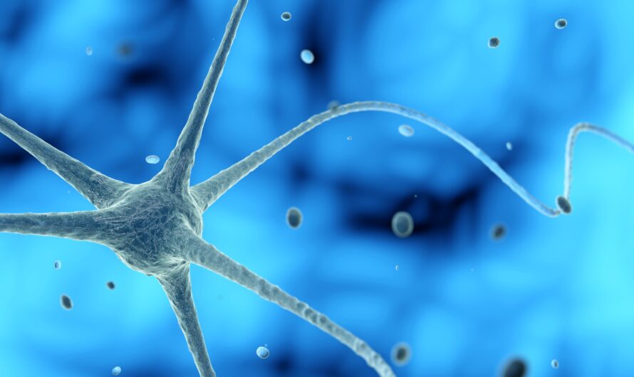Comment commencer à fabriquer de nouveaux neurones