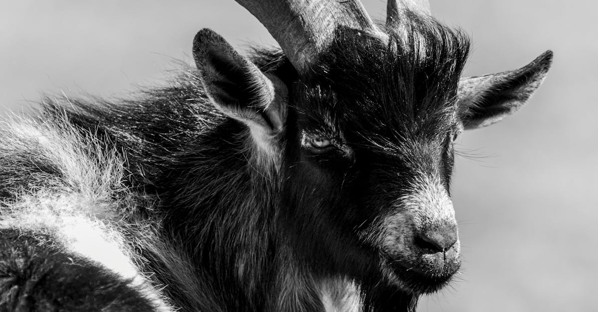 découvrez le concept de 'scapegoat', ou bouc émissaire, qui désigne une personne ou un groupe sur lequel on fait porter le blâme pour des problèmes ou des échecs. explorez les origines historiques et culturelles de ce terme ainsi que son utilisation dans la psychologie et la société contemporaine.