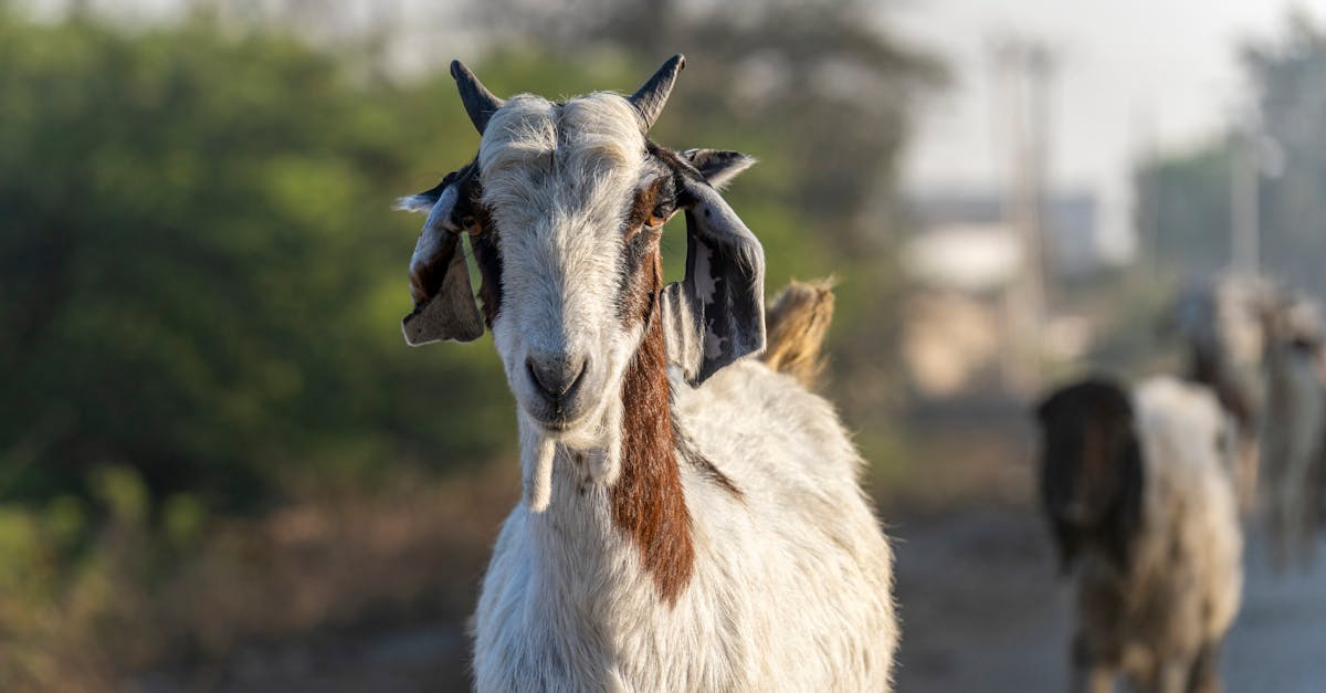 découvrez le concept de 'scapegoat', ou bouc émissaire, qui désigne une personne ou un groupe injustement accusé ou blâmé pour les problèmes d'autrui. plongez dans les origines, les exemples et les implications psychologiques de ce phénomène social fascinant.