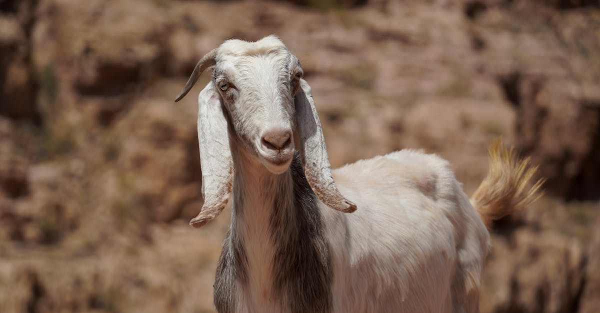 découvrez le concept de 'scapegoat', ou bouc émissaire, et son impact sur les relations humaines et la dynamique sociale. explorez comment ce mécanisme psychologique influence les comportements et les décisions dans divers contextes.
