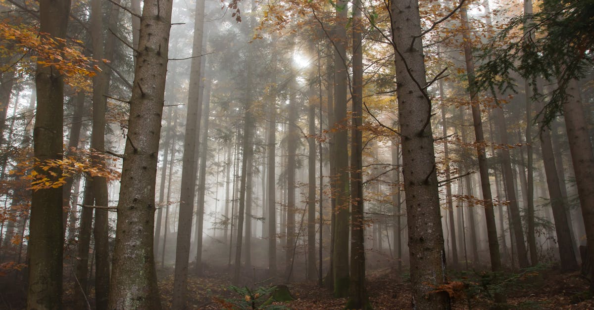 découvrez l'apaisant univers du silence, une invitation à la sérénité et à la contemplation. plongez dans les bienfaits du calme et trouvez des astuces pour intégrer des moments de silence dans votre quotidien.