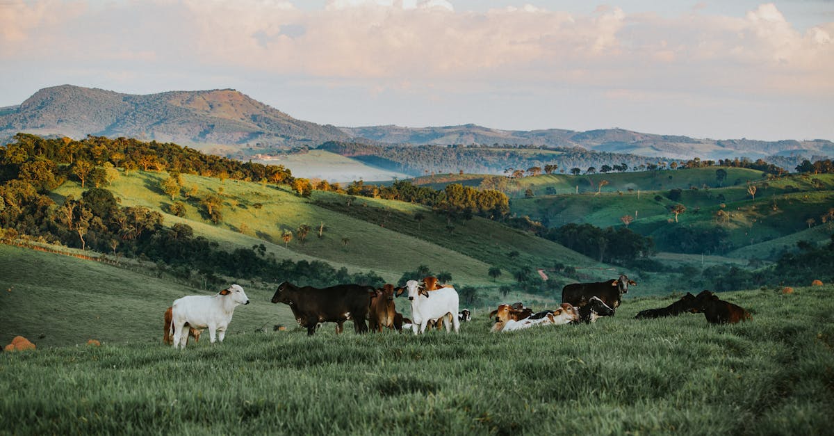 découvrez le tourisme rural : une expérience authentique au cœur de la nature. évadez-vous vers des paysages pittoresques, explorez des villages charmants et vivez des activités en plein air. parfait pour déconnecter du quotidien et se ressourcer.