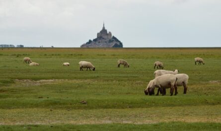 découvrez le tourisme rural, une expérience authentique au cœur de la nature. évadez-vous et explorez des paysages pittoresques, des traditions locales et une atmosphère tranquille qui vous reconnecte avec l'essentiel.