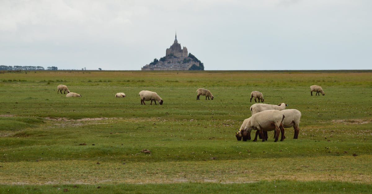 découvrez le tourisme rural, une expérience authentique au cœur de la nature. évadez-vous et explorez des paysages pittoresques, des traditions locales et une atmosphère tranquille qui vous reconnecte avec l'essentiel.