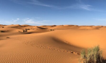 découvrez le sahara, le plus grand désert chaud du monde, riche en paysages époustouflants et en cultures fascinantes. explorez ses dunes dorées, ses oasis cachées et la faune unique qui y habitent. une aventure inoubliable vous attend dans cet environnement aride et mystérieux.