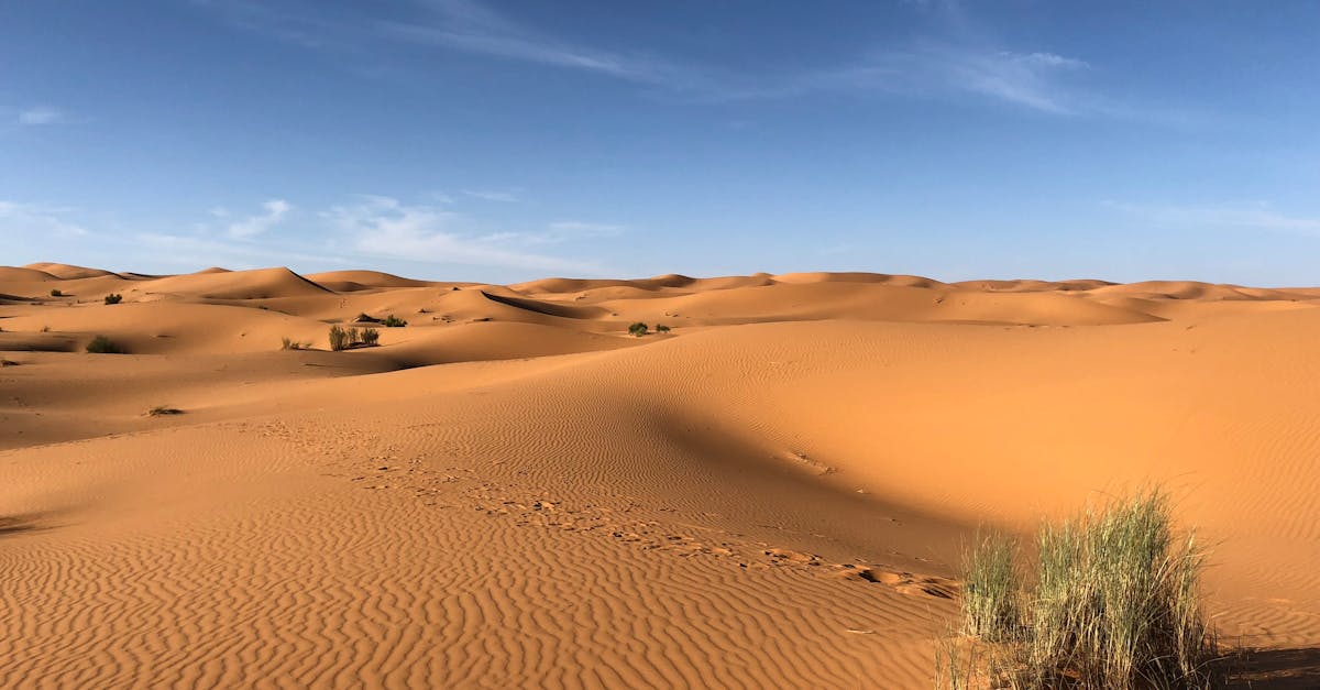 découvrez le sahara, le plus grand désert chaud du monde, riche en paysages époustouflants et en cultures fascinantes. explorez ses dunes dorées, ses oasis cachées et la faune unique qui y habitent. une aventure inoubliable vous attend dans cet environnement aride et mystérieux.