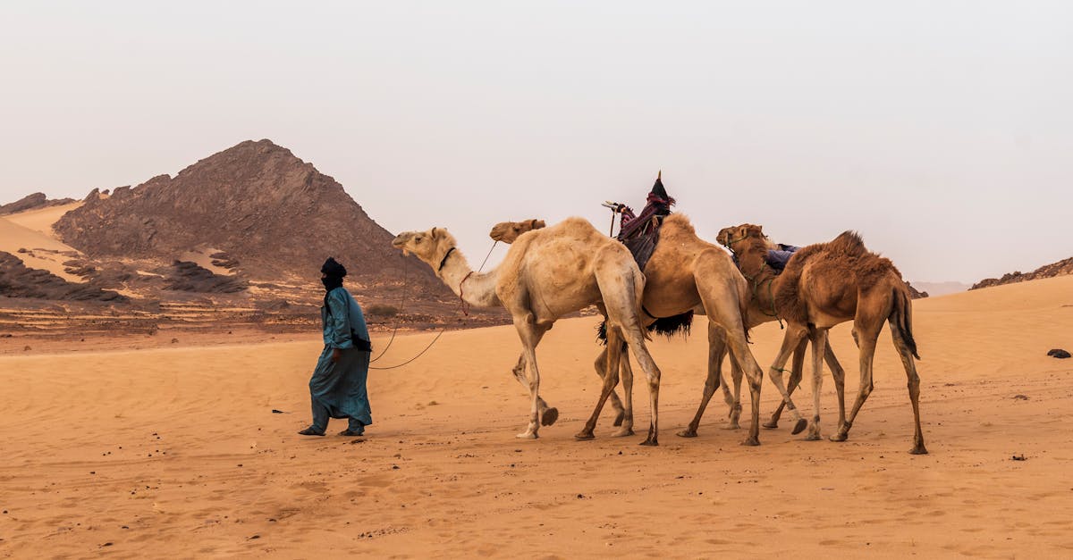 découvrez tamanrasset, une ville emblématique du sahara algérien, connue pour ses paysages époustouflants, sa culture riche et son hospitalité. explorez les merveilles du hoggar, ses montagnes majestueuses et plongez dans l'authenticité de la vie berbère.