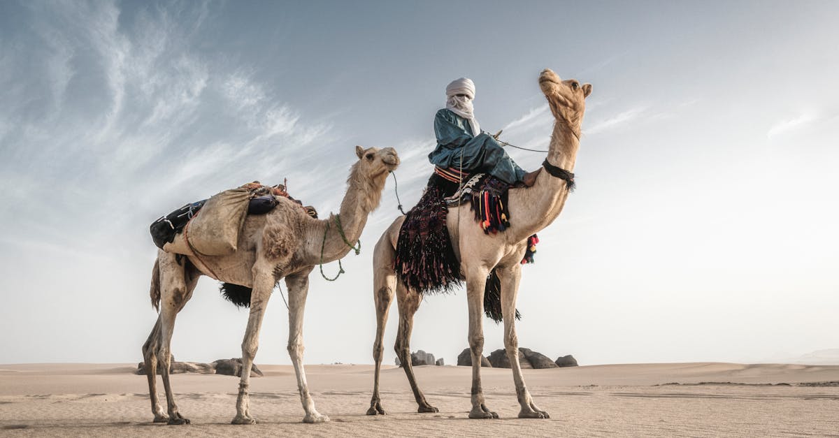 découvrez l'algérie, un pays riche en histoire et en culture, des paysages à couper le souffle aux traditions vibrantes. explorez ses sites historiques, sa gastronomie savoureuse et ses divers écosystèmes. partez à l'aventure et laissez-vous séduire par la beauté de l'algérie.