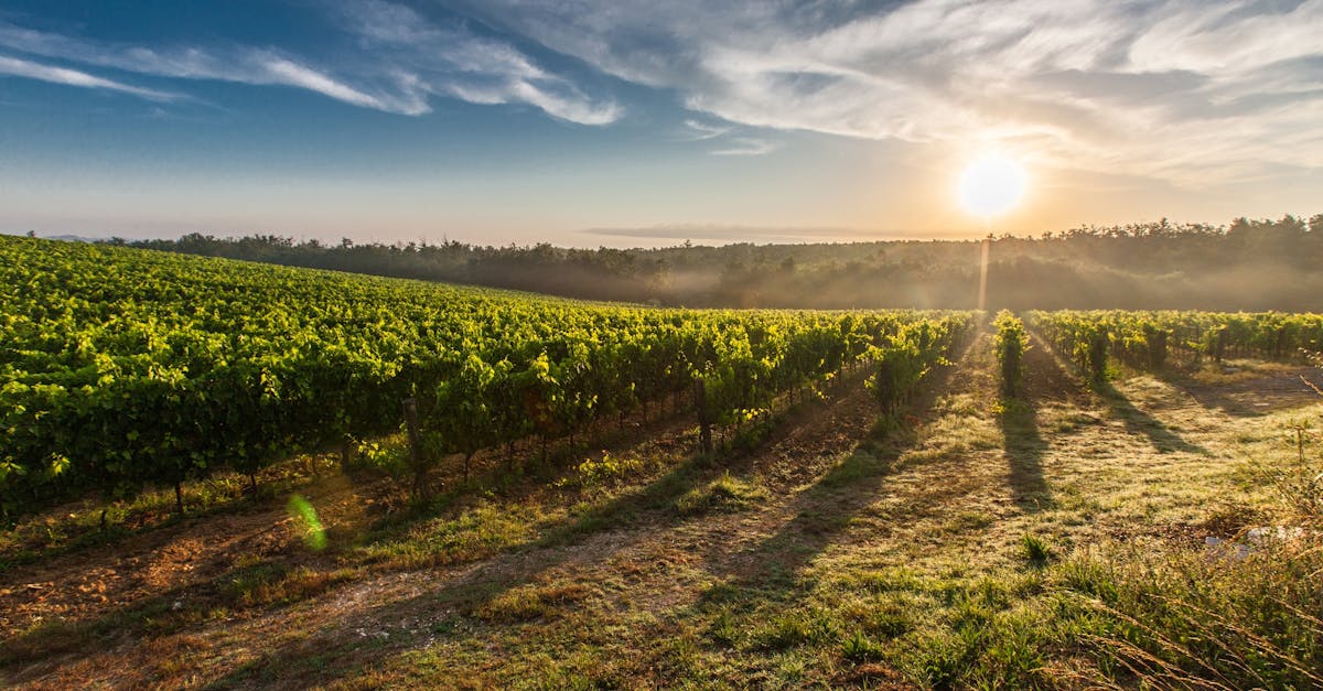 découvrez l'italie, un pays riche en histoire, en culture et en gastronomie. explorez ses villes emblématiques comme rome, florence et venise, tout en savourant ses délices culinaires. plongez dans l'art et la beauté des paysages italiens.